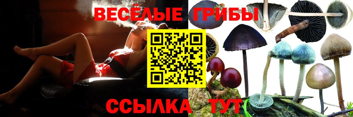 Пугачёв  Псилоцибиновые грибы Magic Shrooms  Вход с VPN 